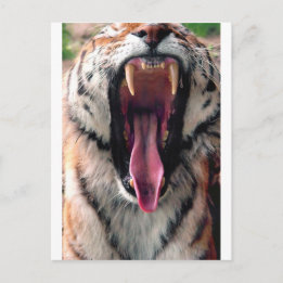 Carte Postale Tigre de Yawning 2