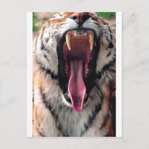 Carte Postale Tigre de Yawning 2