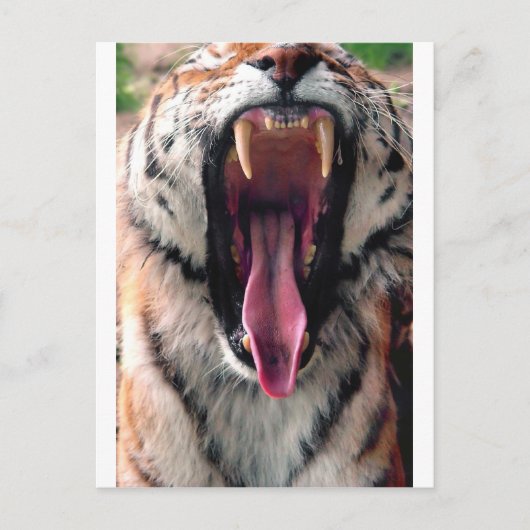 Carte Postale Tigre de Yawning 2 (Devant)