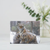 Carte Postale Tigre d'hiver (Debout devant)