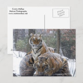 Carte Postale Tigre d'hiver (Devant / Derrière)