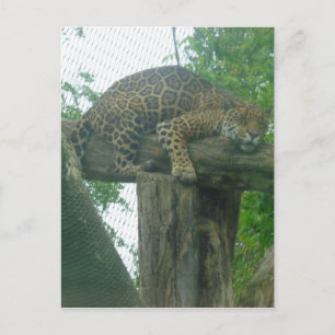Carte Postale Tigre dormant dans l'arbre, la forêt, la nature, l
