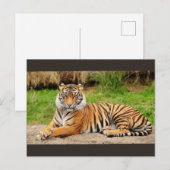 Carte Postale Tigre du Bengale (Devant / Derrière)