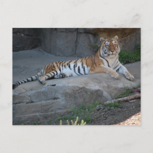 Carte Postale Tigre du Bengale