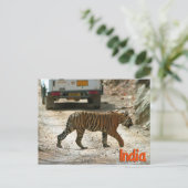 Carte Postale Tigre du Bengale (Debout devant)