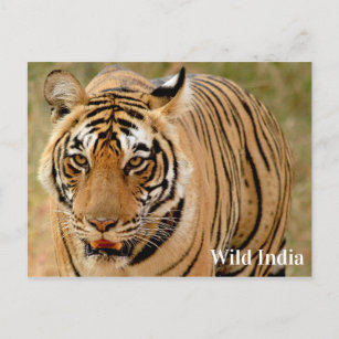 Carte Postale Tigre du Bengale dans le parc national de Ranthamb