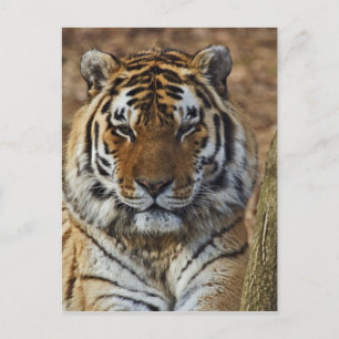 Carte Postale Tigre du Bengale, Panthera tigris, Zoo de Louisvil