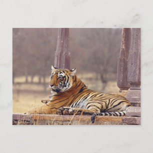 Carte Postale Tigre du Bengale royal au cénotaphe,