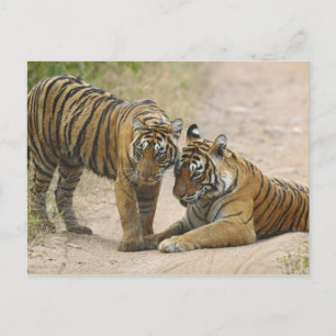 Carte Postale Tigre du Bengale royal et jeune - Se touchant en a