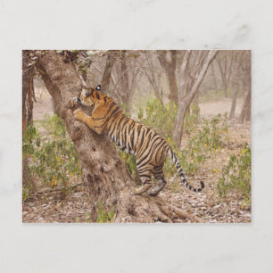 Carte Postale Tigre du Bengale royal grimpant à l'arbre,