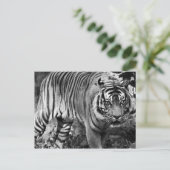 Carte Postale Tigre en colère (Debout devant)