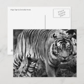 Carte Postale Tigre en colère (Devant / Derrière)