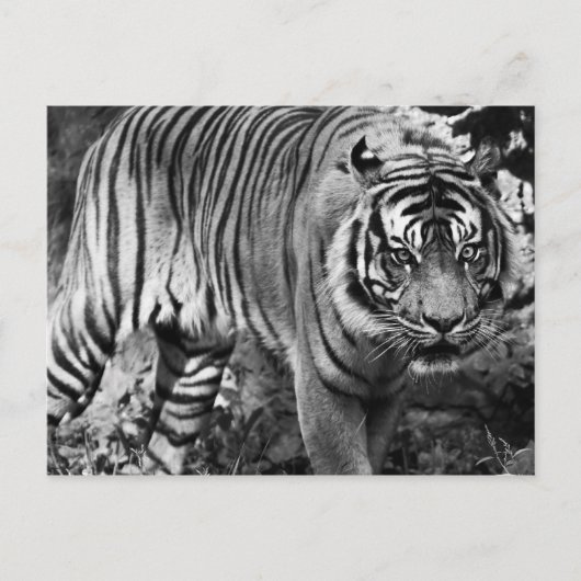 Carte Postale Tigre en colère (Devant)