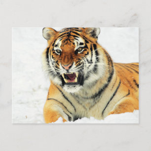 Carte Postale Tigre en colère allongé dans la neige