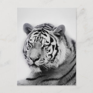 Carte Postale Tigre en noir et blanc
