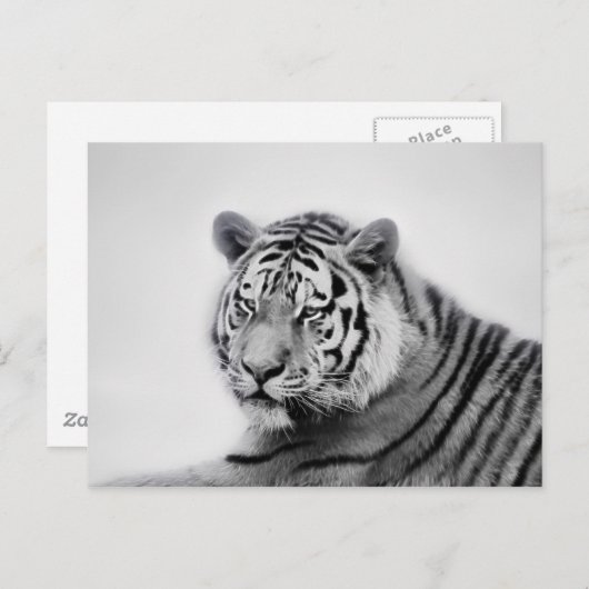 Carte Postale Tigre en noir et blanc (Devant / Derrière)