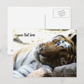 Carte Postale Tigre en train (Devant / Derrière)