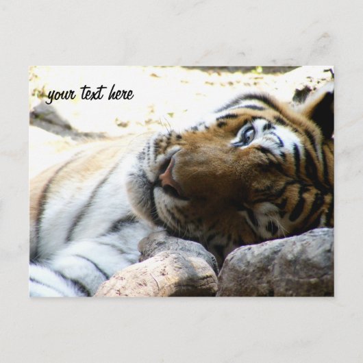 Carte Postale Tigre en train (Devant)
