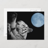 Carte Postale Tigre endormi (Devant / Derrière)