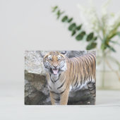 Carte Postale Tigre fort (Debout devant)