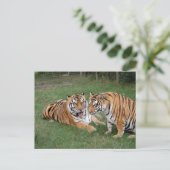 Carte Postale Tigre Friends-009 (Debout devant)