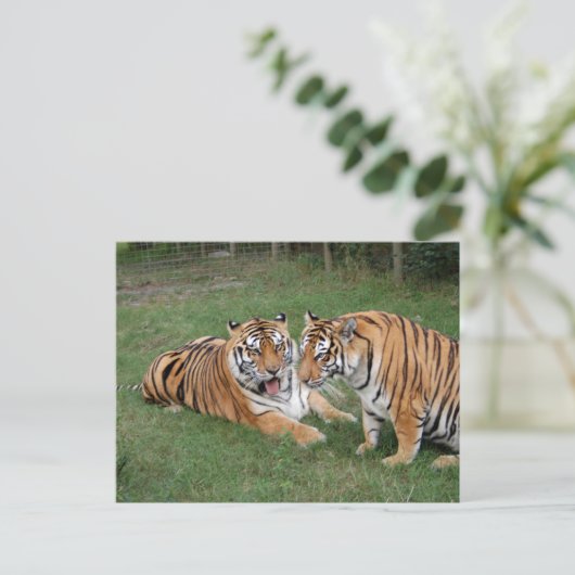 Carte Postale Tigre Friends-009 (Debout devant)