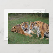 Carte Postale Tigre Friends-009 (Devant / Derrière)