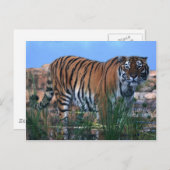 Carte Postale Tigre gardant la rivière (Devant / Derrière)