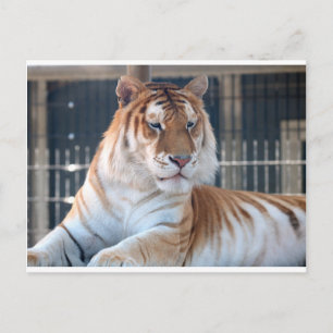 Carte Postale Tigre Golden Tabby au Cougar Mountain Zoo 1