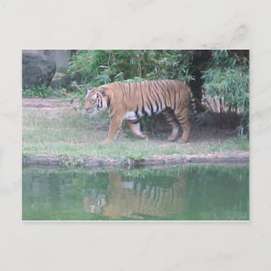 Carte postale "Tigre indochinois"