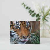 Carte Postale Tigre léchant ses lèvres (Debout devant)