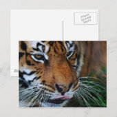 Carte Postale Tigre léchant ses lèvres (Devant / Derrière)