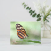 Carte Postale Tigre Long aile (Debout devant)