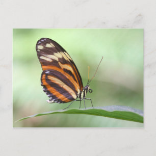 Carte Postale Tigre Long aile