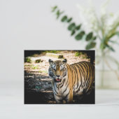 Carte Postale Tigre majestueux dans la gloire ensoleillée  (Debout devant)