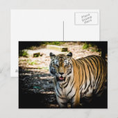 Carte Postale Tigre majestueux dans la gloire ensoleillée  (Devant / Derrière)