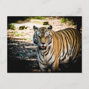 Carte Postale Tigre majestueux dans la gloire ensoleillée