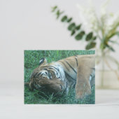Carte Postale Tigre malaisien (Debout devant)