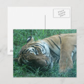 Carte Postale Tigre malaisien (Devant / Derrière)