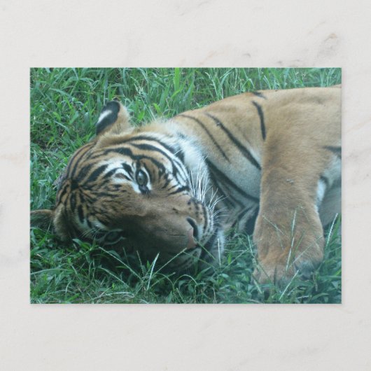 Carte Postale Tigre malaisien (Devant)