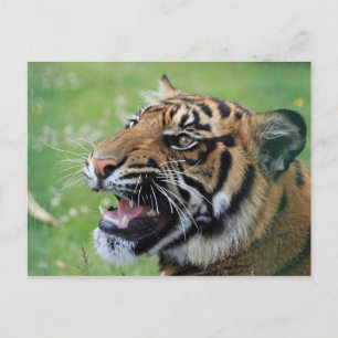 Carte Postale Tigre montrant des dents
