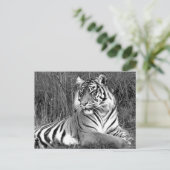 Carte Postale Tigre - noir et blanc (Debout devant)