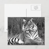 Carte Postale Tigre - noir et blanc (Devant / Derrière)