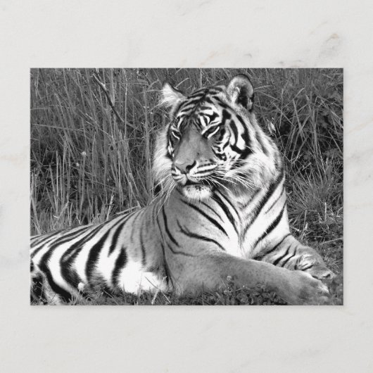 Carte Postale Tigre - noir et blanc (Devant)
