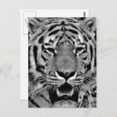 Carte Postale Tigre noir et blanc (Devant / Derrière)