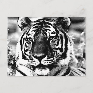 Carte Postale Tigre noir et blanc