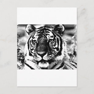 Carte Postale Tigre noir et blanc