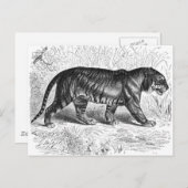 Carte Postale Tigre noir et blanc vintage (Devant / Derrière)