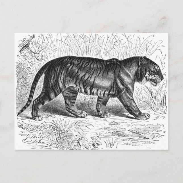 Carte Postale Tigre noir et blanc vintage (Devant)