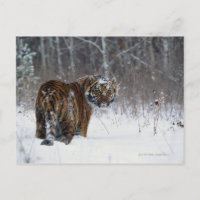 Tigre (Panthera tigris) debout dans la neige profo
